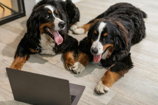 Tech Tails: How Modern Technology is Transforming Pet Care