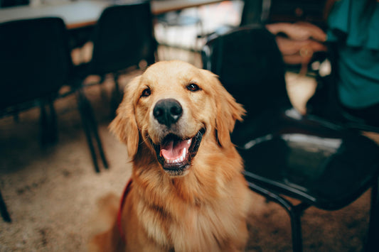 Understanding Pet Mental Health: Ensuring Your Furry Friend's Well-being